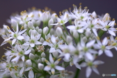 ニラの花