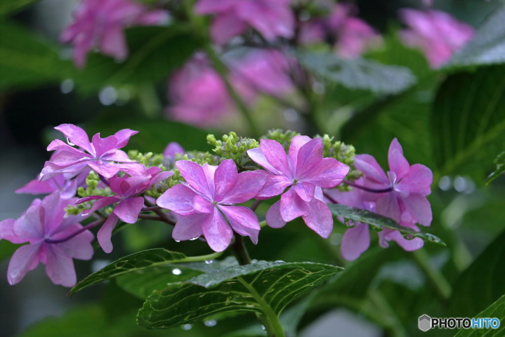 梅雨の花　①