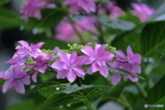 梅雨の花　①