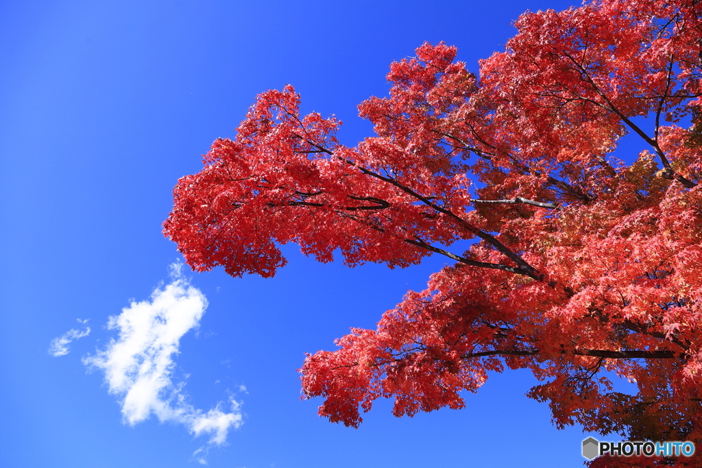 見上げる紅葉・・♪