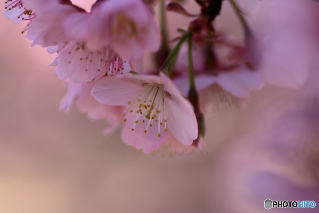 寒桜