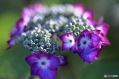 庭の紫陽花③