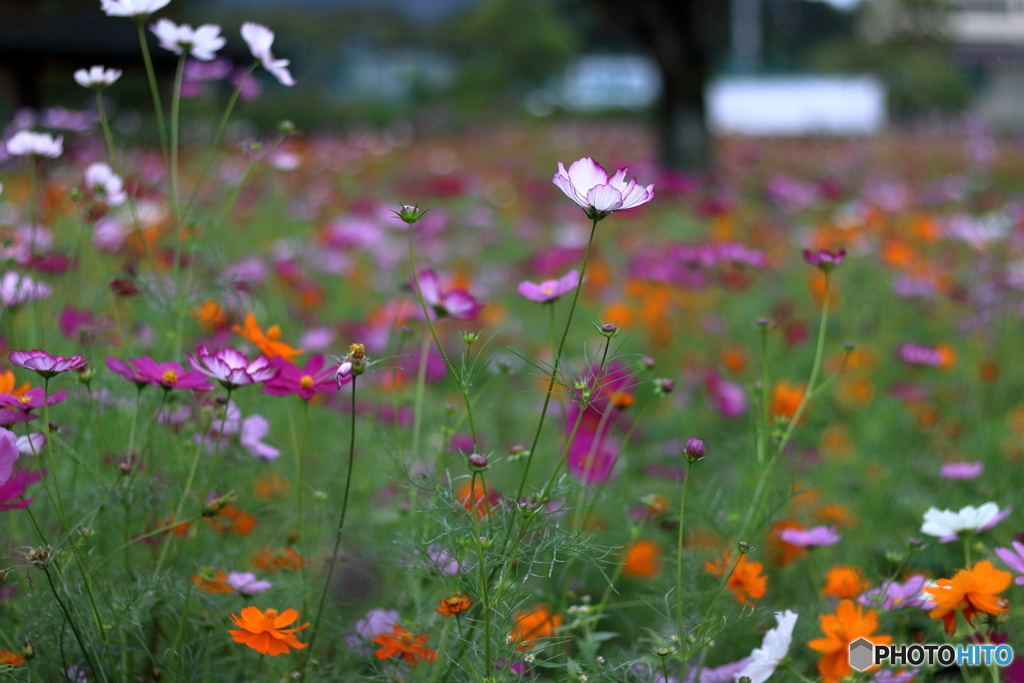 秋桜①