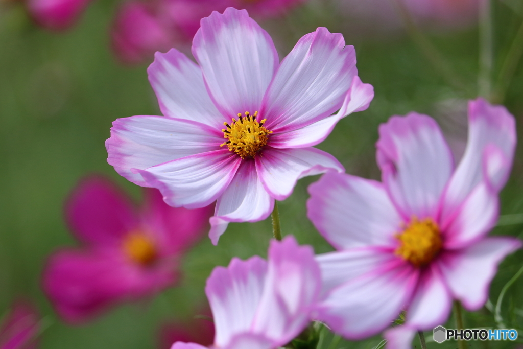 清らかな花びら・・・