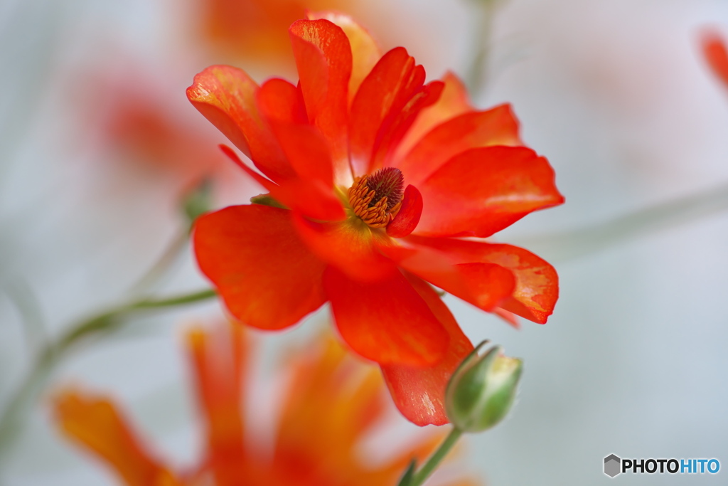 春の花達①