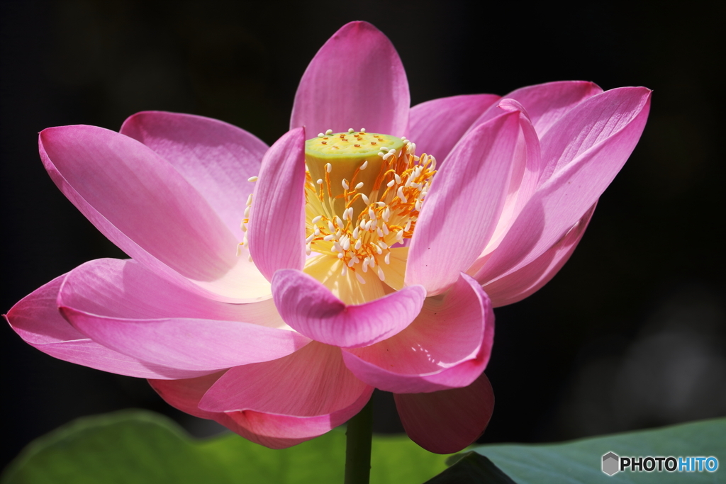 はすの花②