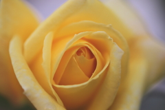 五月の薔薇③