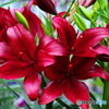 季節の花①