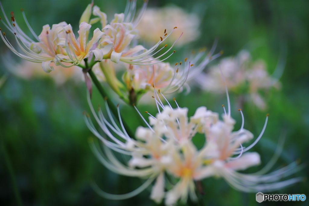 白花彼岸花