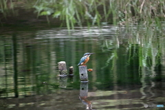 カワセミの初陣２