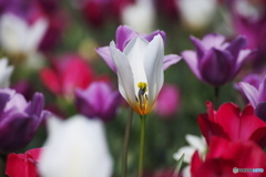 春の花壇③