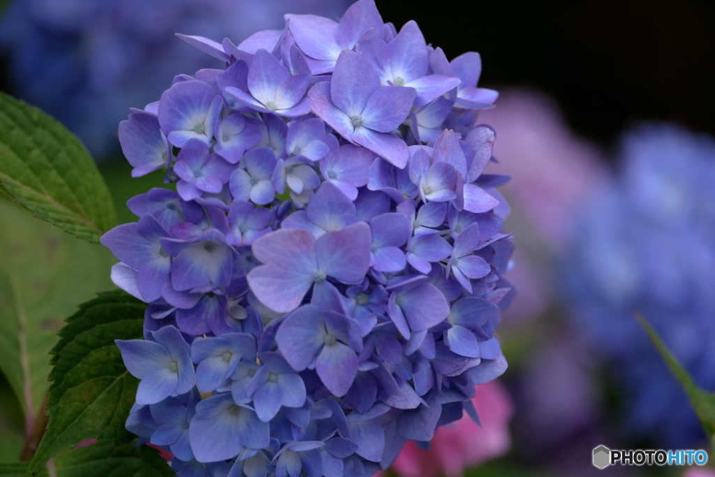 紫陽花４