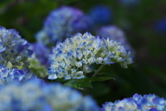 紫陽花