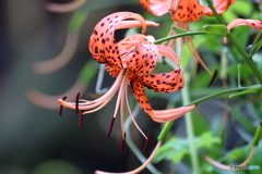踊躍