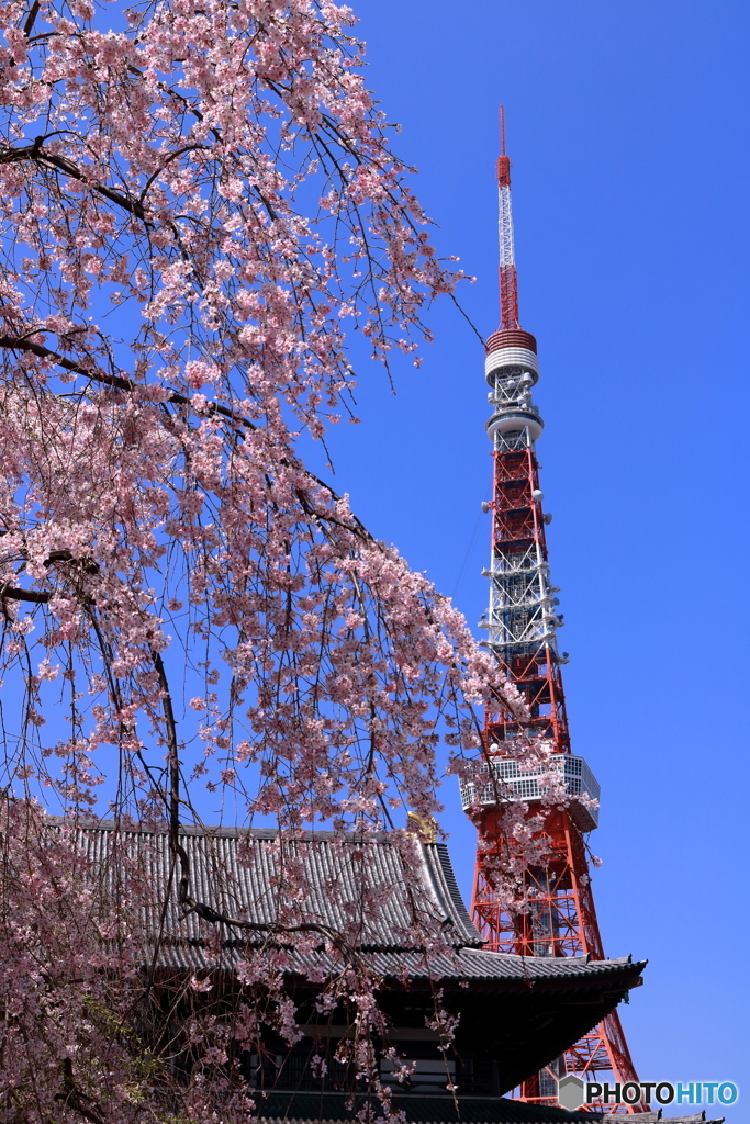 東京タワーと桜