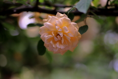 薔薇①