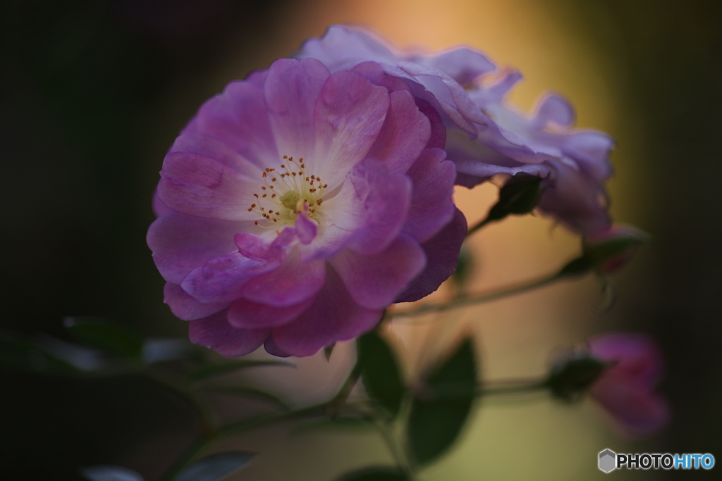 冬の薔薇