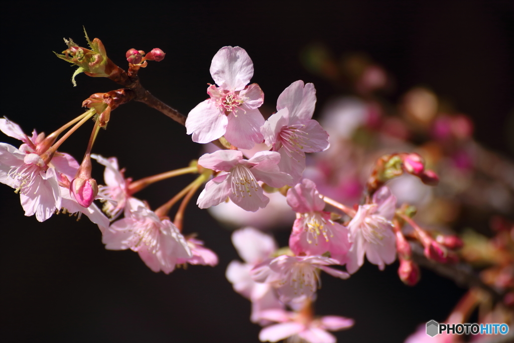 長谷寺の河津桜2