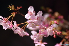 長谷寺の河津桜2