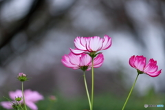 秋桜②