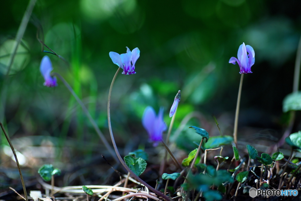 原種シクラメン
