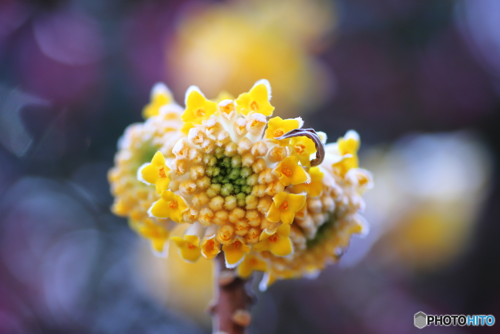 春の花便り④