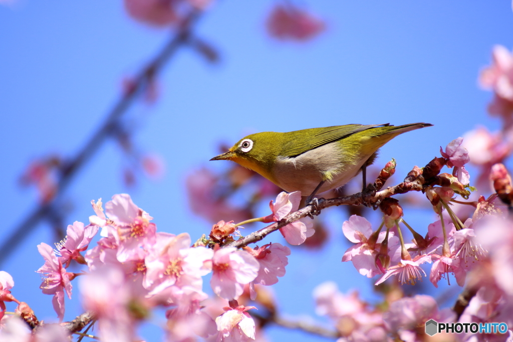 桜とメジロ②