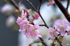 啓翁桜②