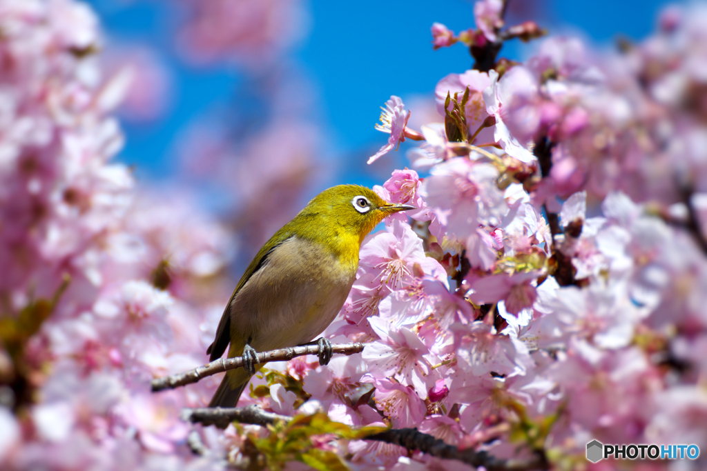 河津桜とメジロ②