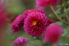 空風の菊