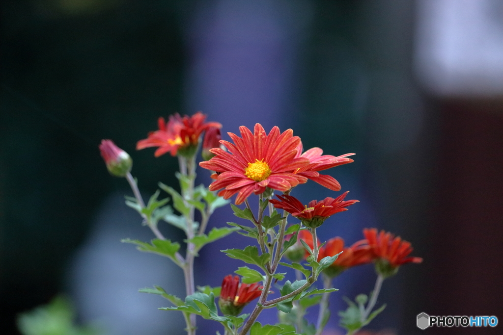 花便り　菊