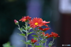 花便り　菊
