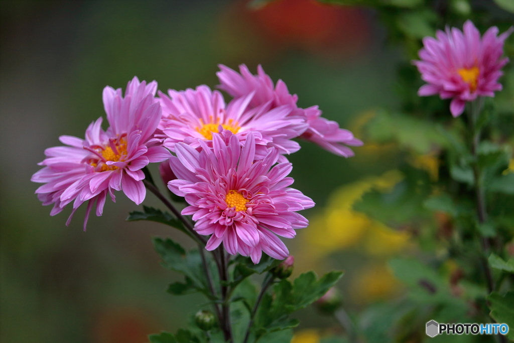 秋の花　菊