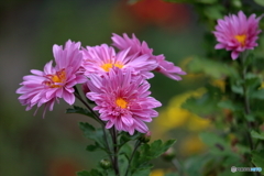 秋の花　菊