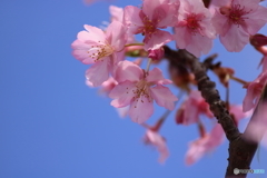 常昌院の河津桜２