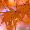 秋の彩④