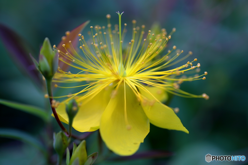 黄金の花