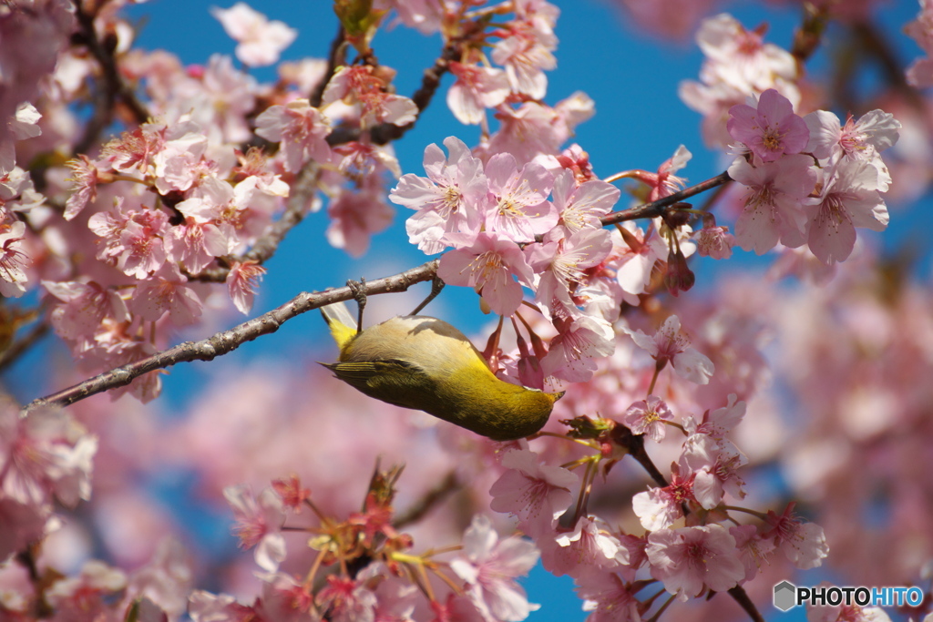 河津桜とメジロ②