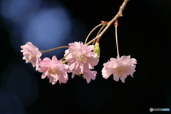 山桜２