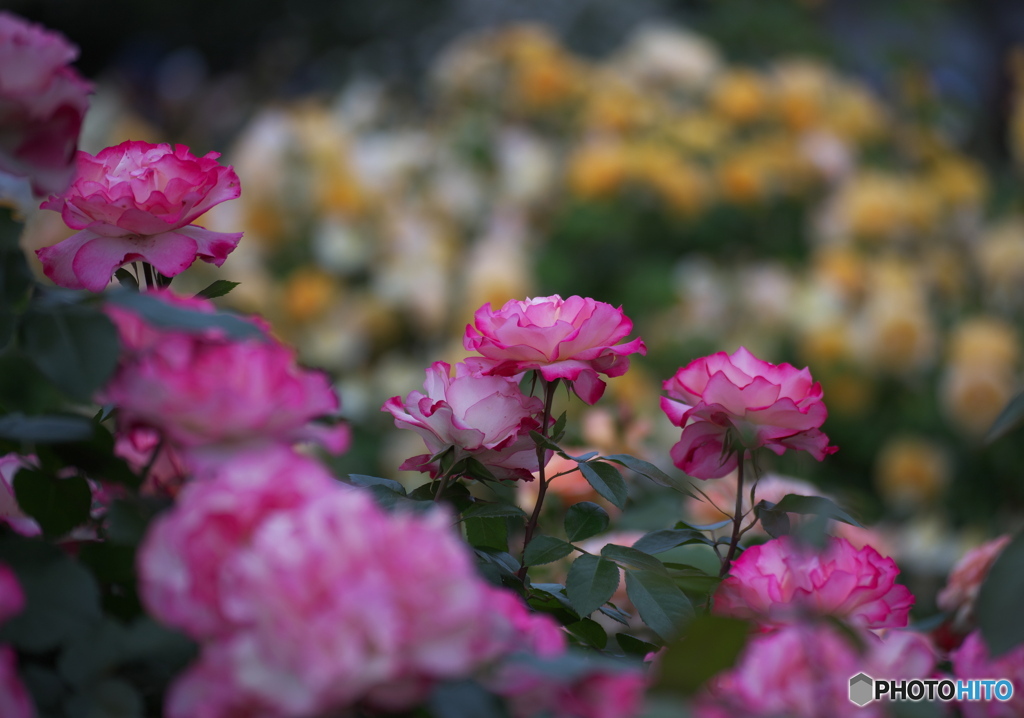 薔薇の鑑賞会　その５