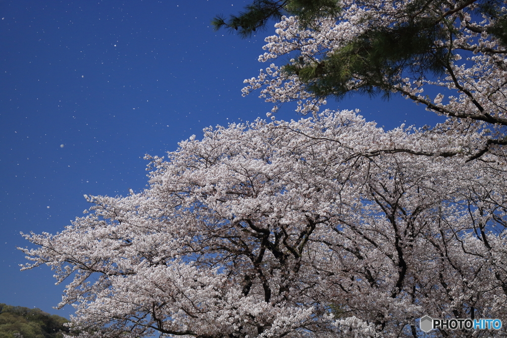 花吹雪舞う