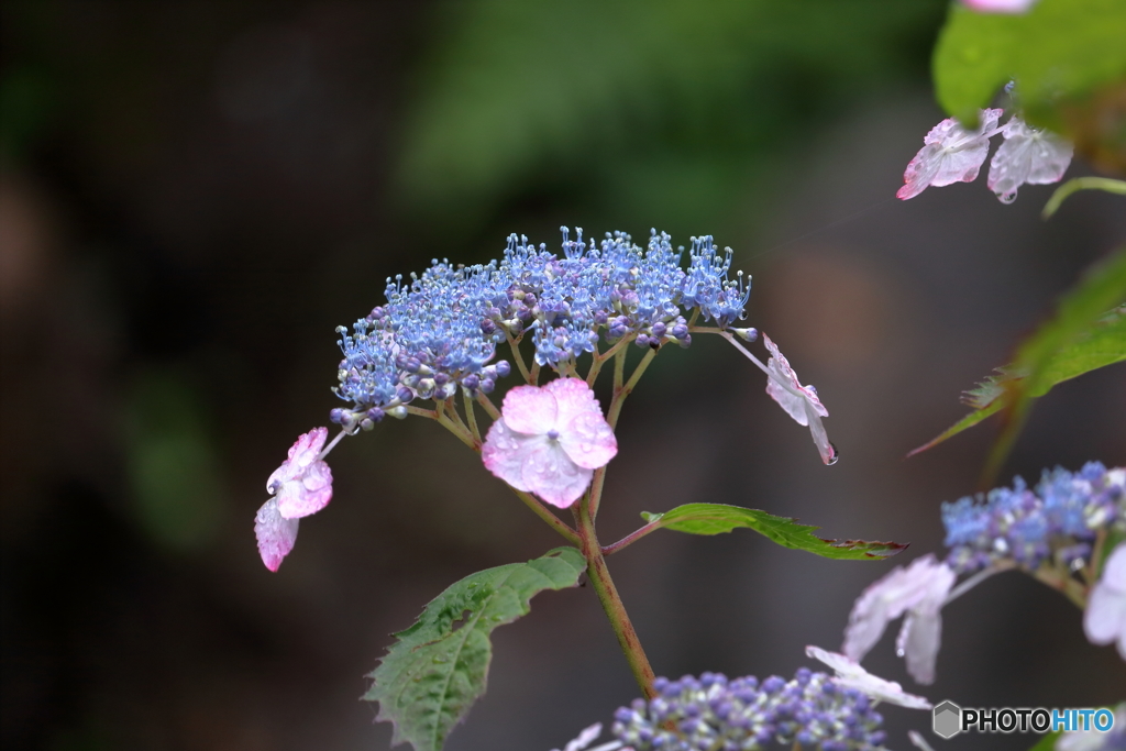 梅雨の花　③