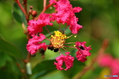 百日紅の蜜