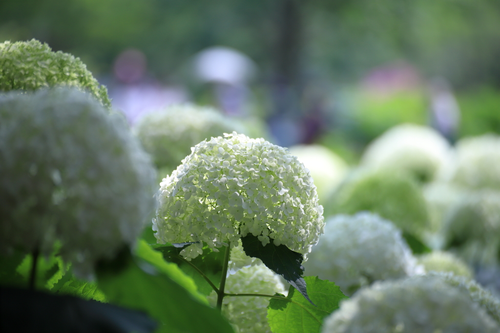 爽やかな紫陽花