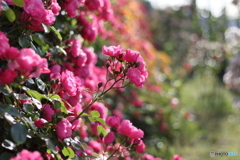 五月の薔薇⑤