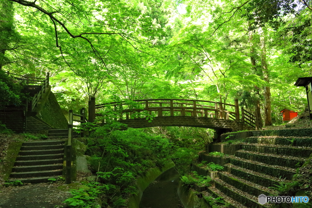森の小さな橋