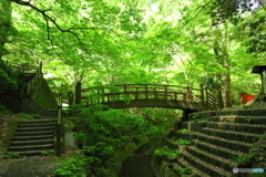 森の小さな橋
