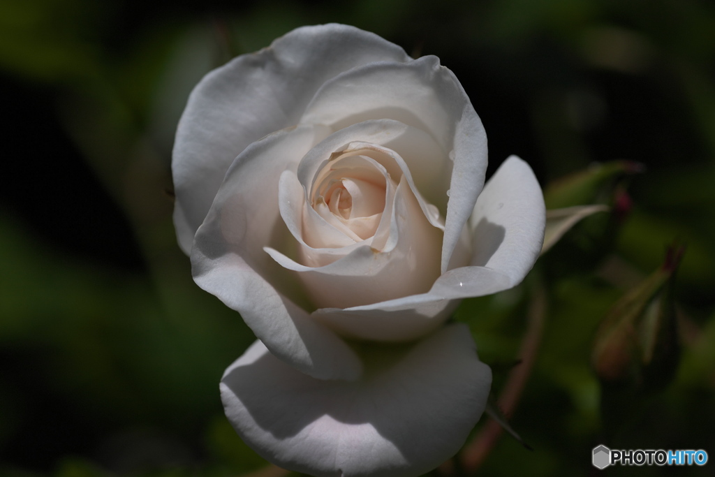 薔薇の季節⑤