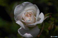 薔薇の季節⑤