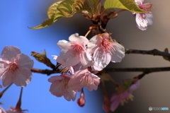 長谷寺の河津桜１